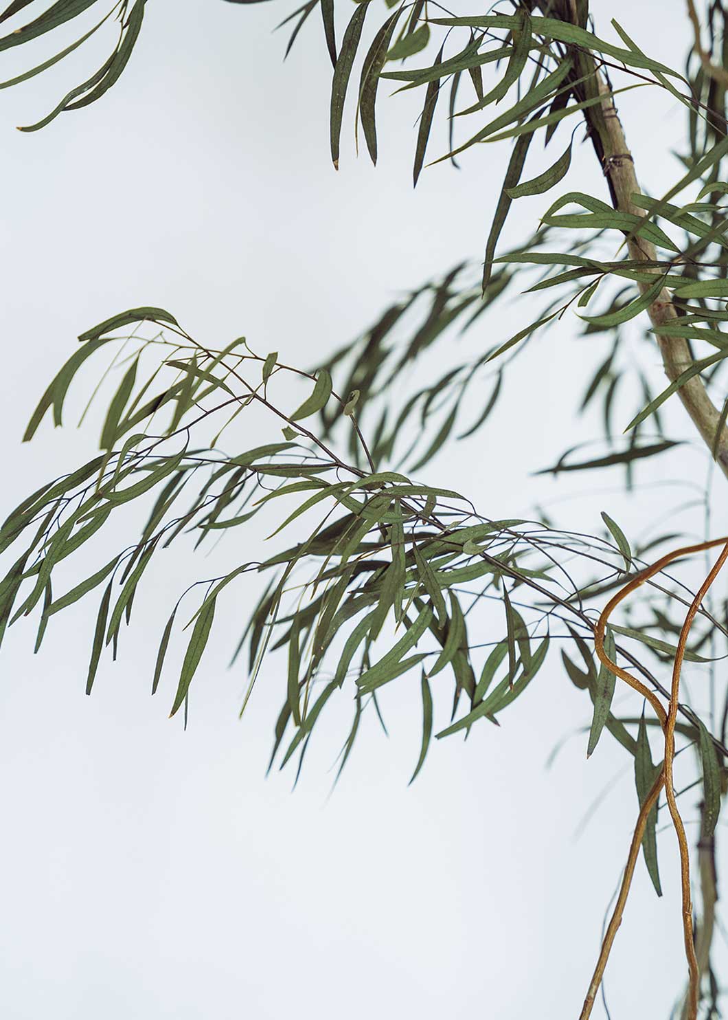 Nicoli preservada con tronco denso y copa cilíndrica de muy alta densidad. Un árbol no perecedero con una alta durabilidad, siempre y cuando las condiciones ambientales sean favorables.