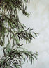Nicoli preservada con tronco denso y copa cilíndrica de muy alta densidad. Un árbol no perecedero con una alta durabilidad, siempre y cuando las condiciones ambientales sean favorables.