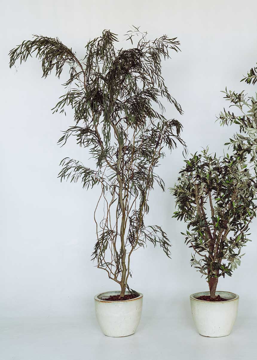 Nicoli preservada con tronco denso y copa cilíndrica de muy alta densidad. Un árbol no perecedero con una alta durabilidad, siempre y cuando las condiciones ambientales sean favorables.