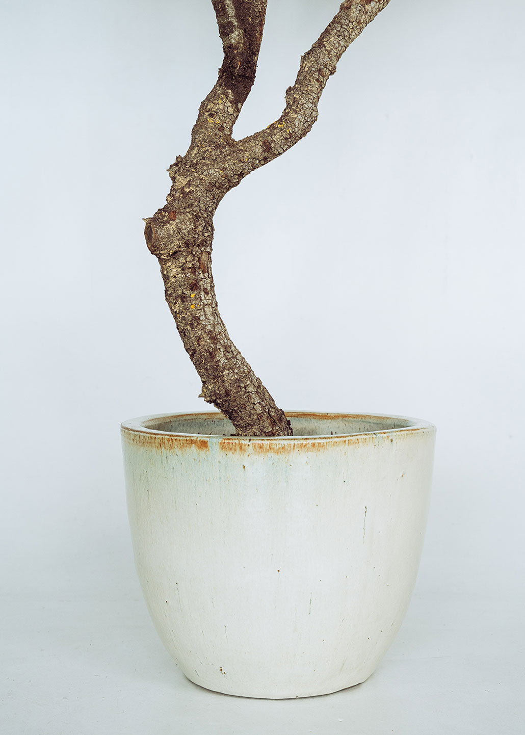 Olivo artificial con tronco ramificado y copa de gran densidad. Un árbol de alta resistencia a los rayos UV y a condiciones de humedad.