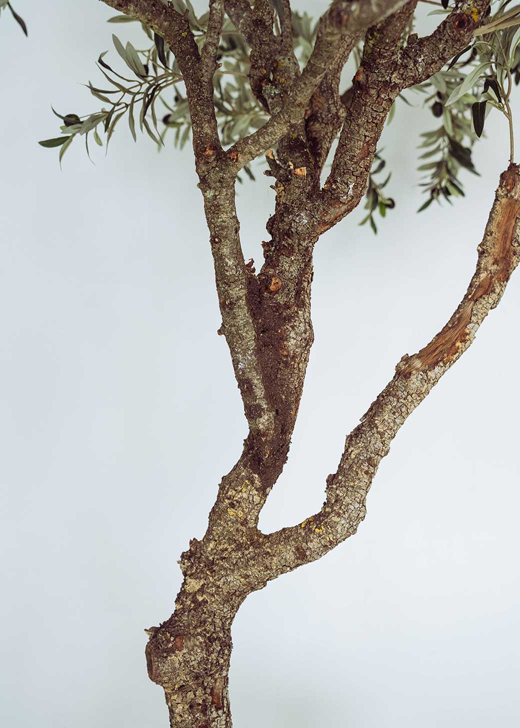 Olivo artificial con tronco ramificado y copa de gran densidad. Un árbol de alta resistencia a los rayos UV y a condiciones de humedad.
