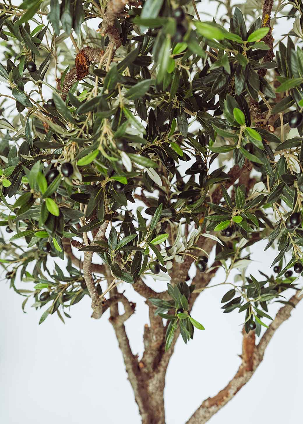 Olivo artificial con tronco ramificado y copa de gran densidad. Un árbol de alta resistencia a los rayos UV y a condiciones de humedad.