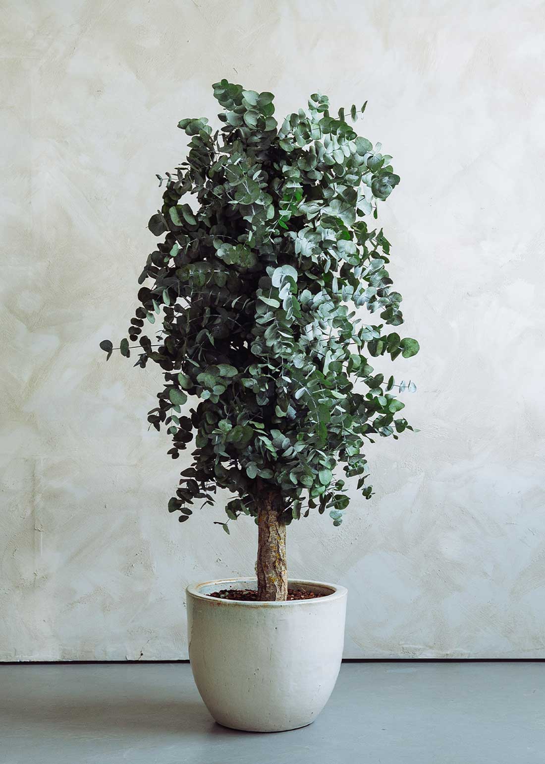 Cirinea preservada con tronco denso y copa cilíndrica de muy alta densidad. Un árbol no perecedero con una alta durabilidad, siempre y cuando las condiciones ambientales sean favorables. 