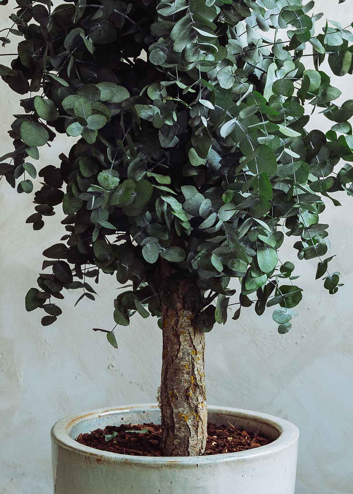 Cirinea preservada con tronco denso y copa cilíndrica de muy alta densidad. Un árbol no perecedero con una alta durabilidad, siempre y cuando las condiciones ambientales sean favorables. 