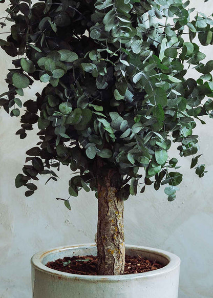 Cirinea preservada con tronco denso y copa cilíndrica de muy alta densidad. Un árbol no perecedero con una alta durabilidad, siempre y cuando las condiciones ambientales sean favorables. 