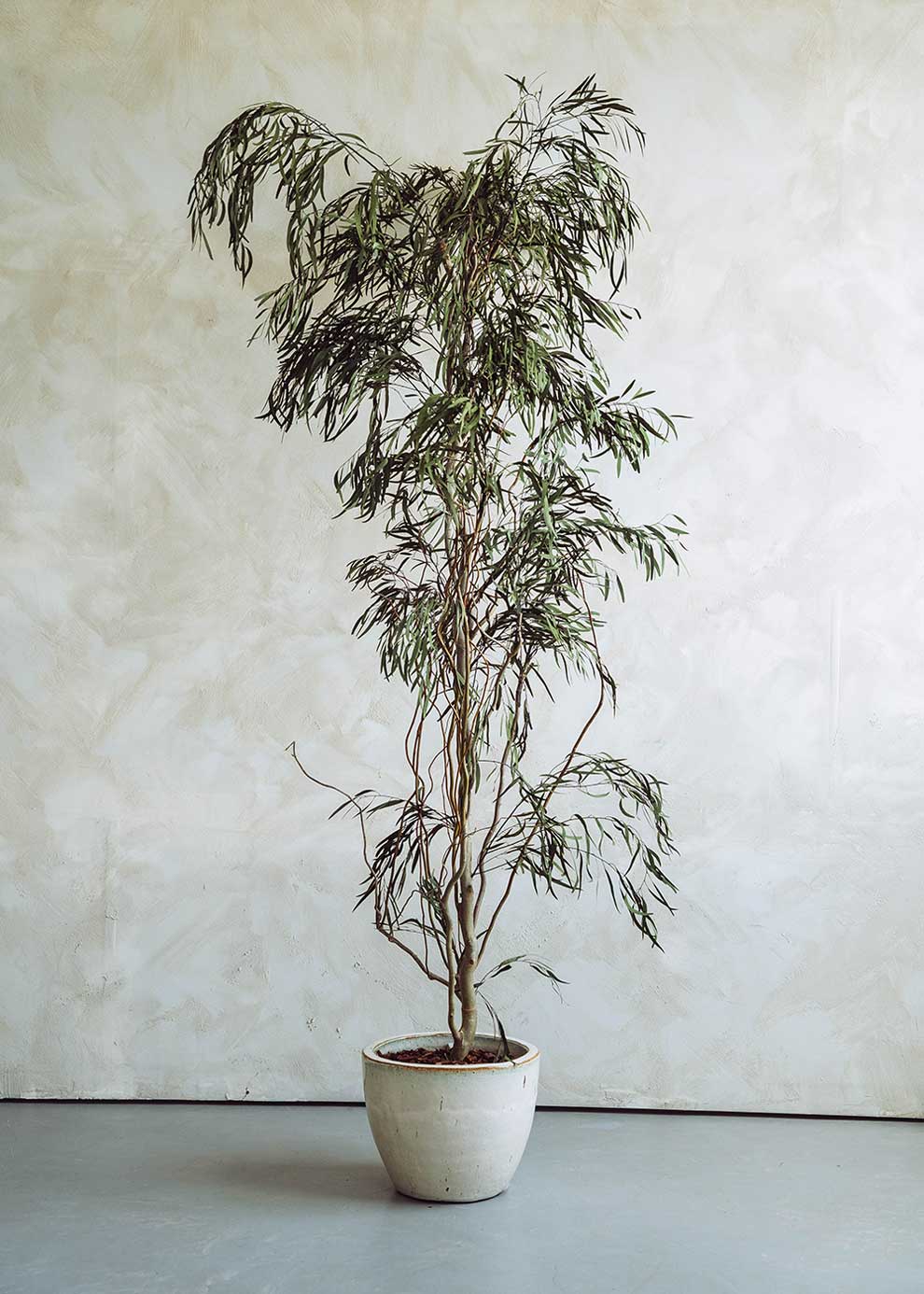 Nicoli preservada con tronco denso y copa cilíndrica de muy alta densidad. Un árbol no perecedero con una alta durabilidad, siempre y cuando las condiciones ambientales sean favorables.