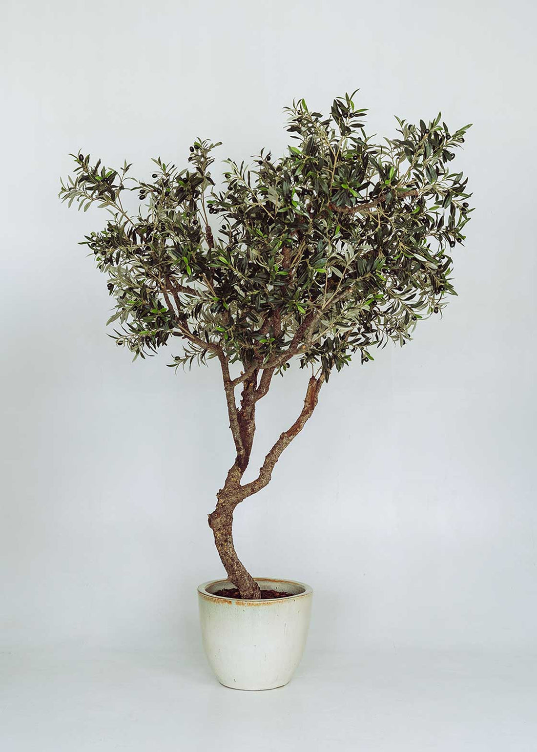 Olivo artificial con tronco ramificado y copa de gran densidad. Un árbol de alta resistencia a los rayos UV y a condiciones de humedad.