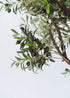 Olivo artificial con tronco ramificado y copa de gran densidad. Un árbol de alta resistencia a los rayos UV y a condiciones de humedad.
